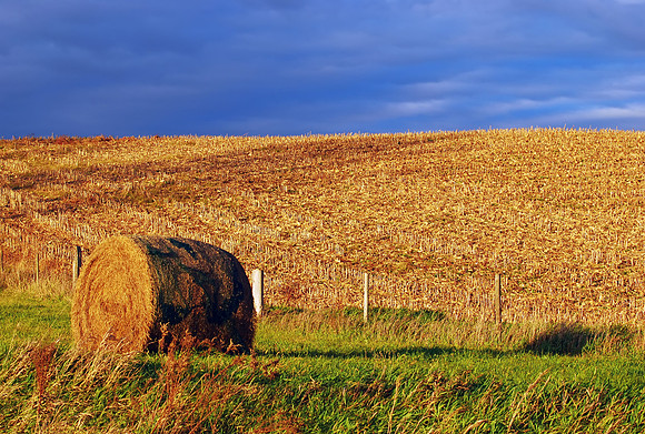 Hay in the Sun