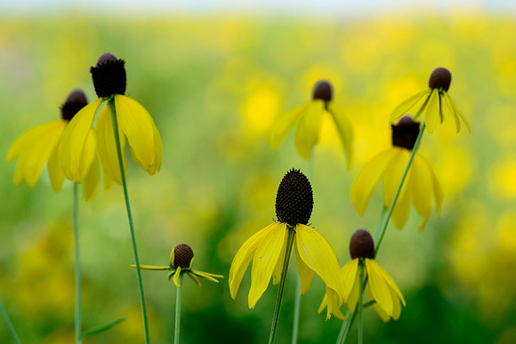 Yellow is Mellow