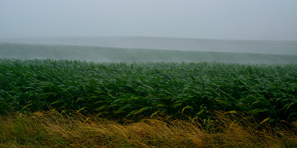 Rainstorm Corn