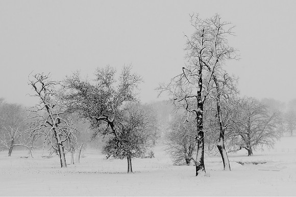 Dancing Snow Trees