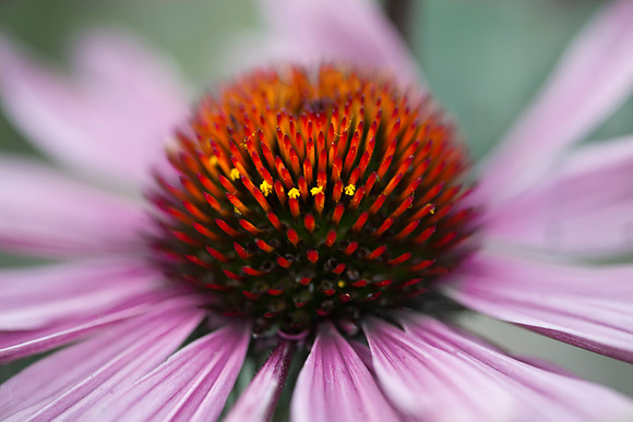 Cone Flower