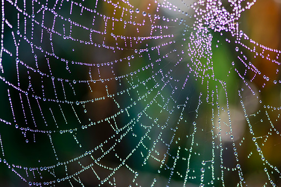 Morning Web