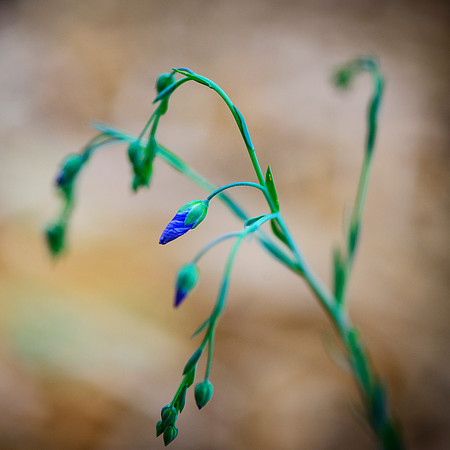 Delicate and Purple
