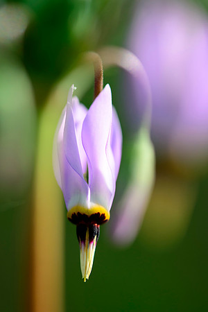 Shooting Star II