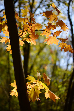 Hartman Reserve Fall