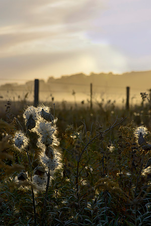 Milkweed and Dust