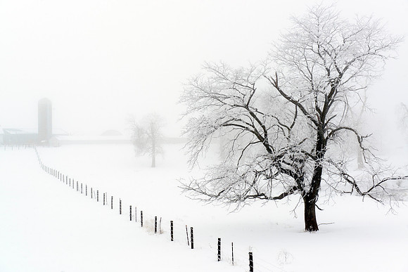 Bleak and White