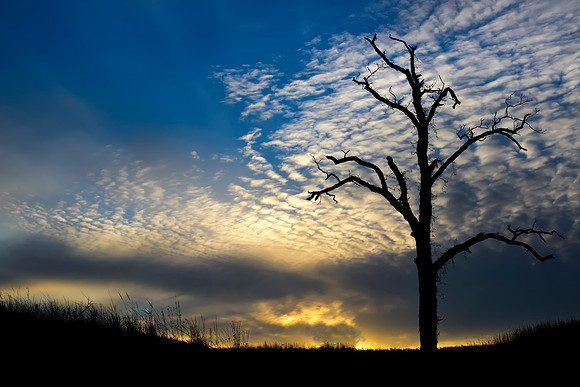 Hale Lonely Tree Sunset