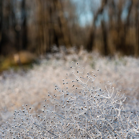 Delicate Frost