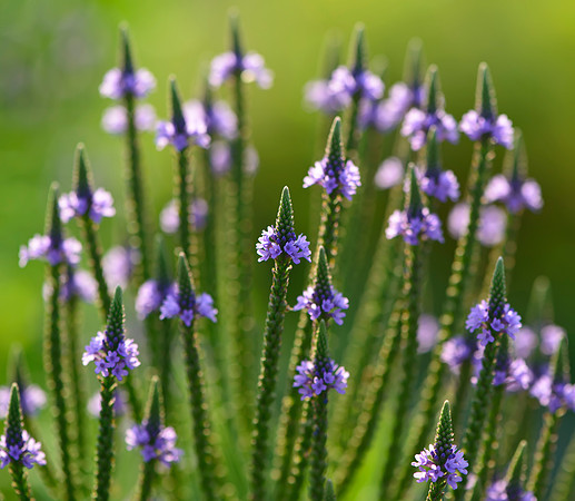 Nature's Fireworks