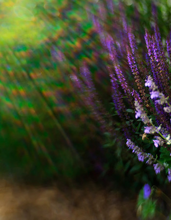 Garden Streaks of Sun
