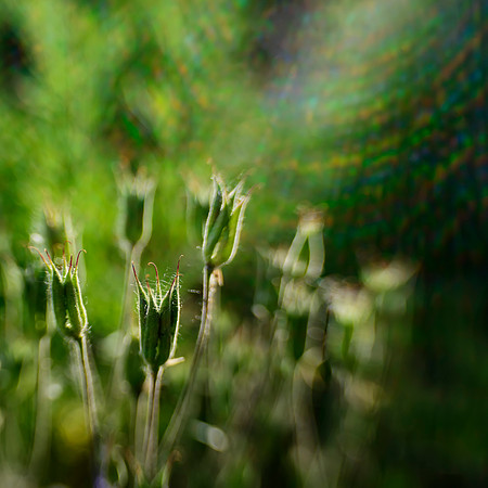 In the Garden