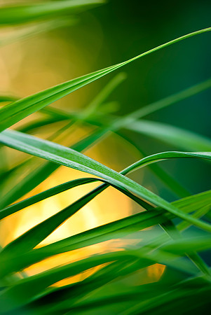 Fire Grass