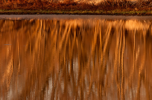 Winter Reflections