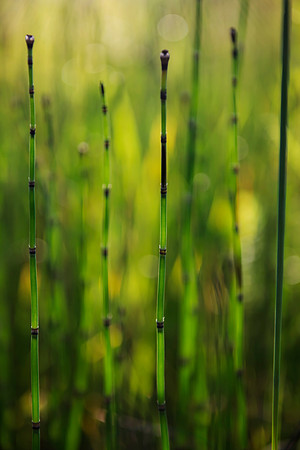 Fluorescence of Green