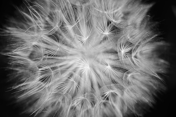 Goat's Beard Symmetry