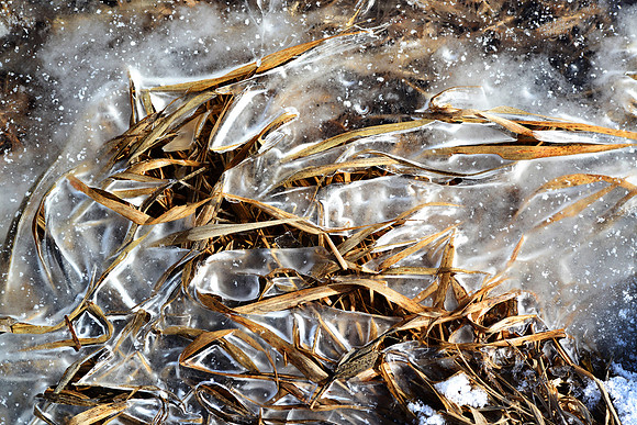 Icy Marshland