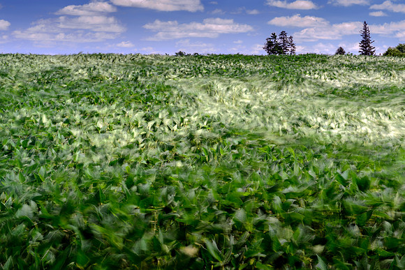 Waves of Soy