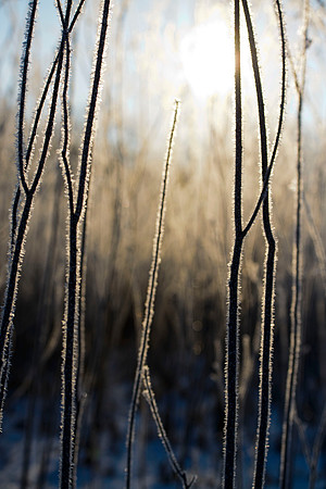 Morning Stillness