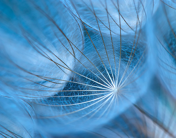 Casper Mountain Seed Pod