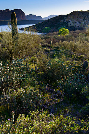 Arizona Tapestry