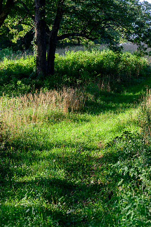 The Path