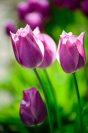 Tulip Time