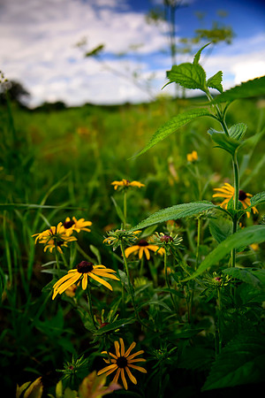 Edge of the Field
