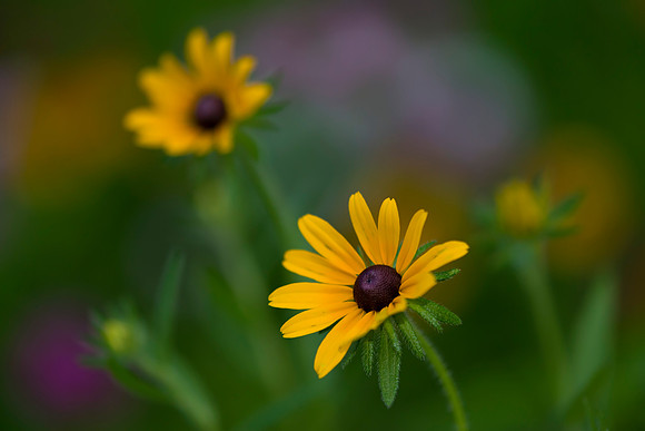 The Joy of Yellow