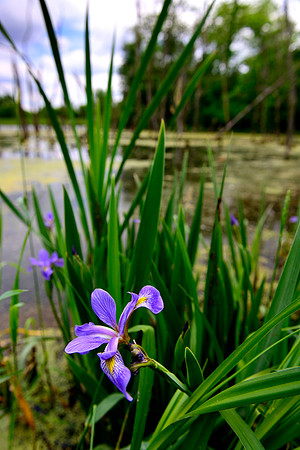 Iris of Kent