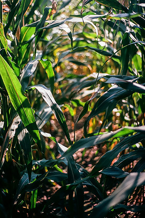 Hale Corn in Autumn