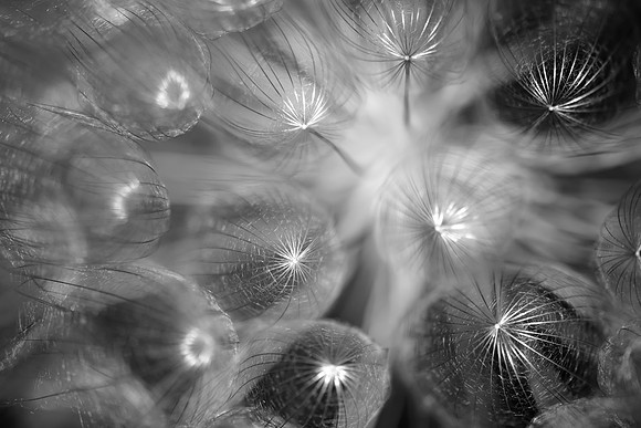 Sparkles