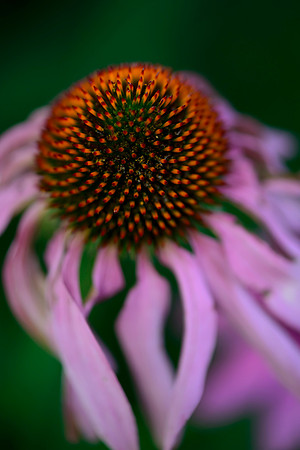 Withered Beauty