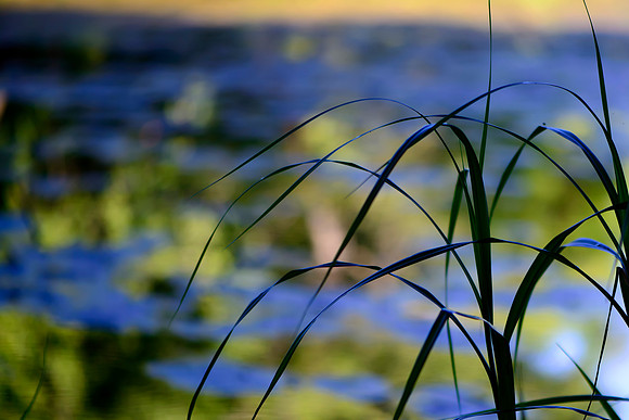 Morning Light at Sutliff Pond