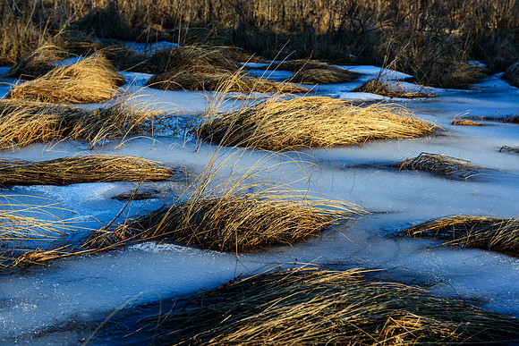 Grass Waves