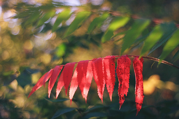 Blushing Leaves