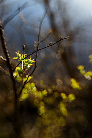 Moments of Spring #1