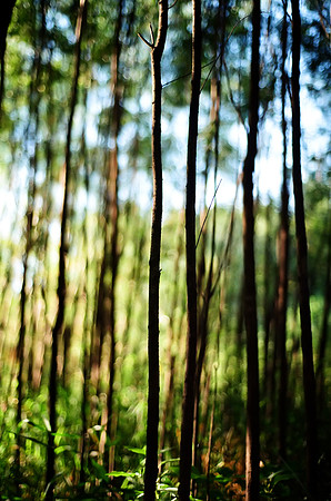 In The Grove
