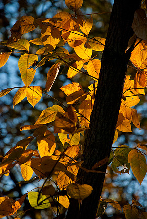 Colors of Fall