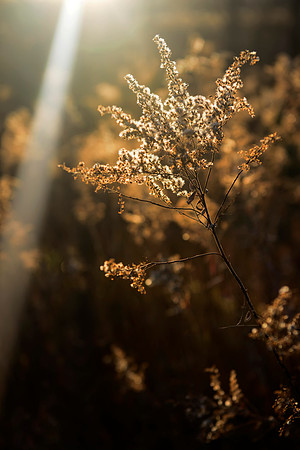 Autumn Light at Mink Run