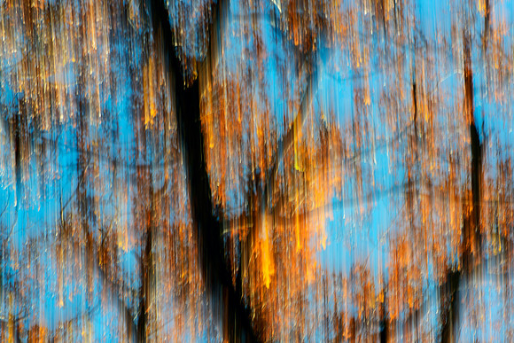 Tree Lava