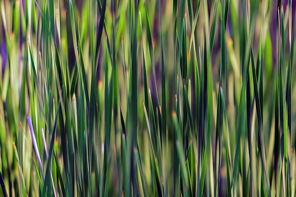 Kaleidoscope Pond Grass