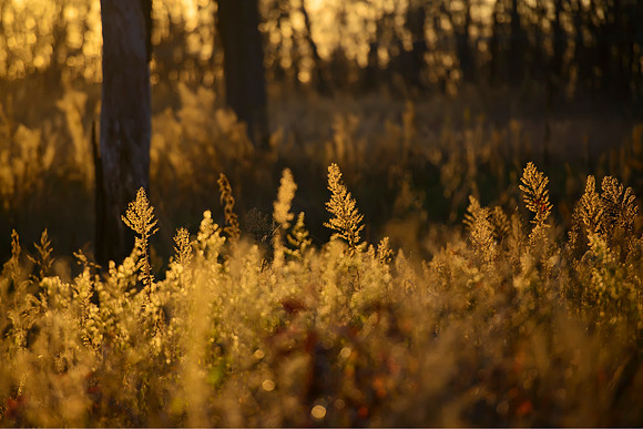 Gold an Copper Afternoon