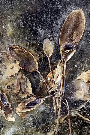 Still Life in Ice