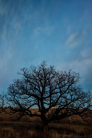 Tree at Dusk