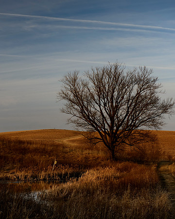 Afternoon Light at Hale