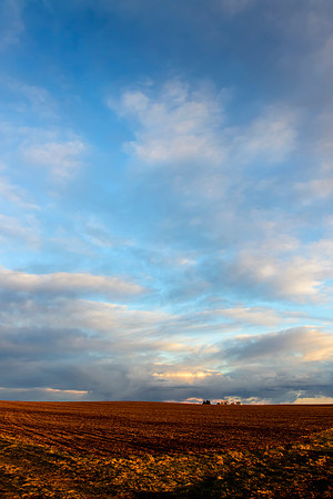 At the Edge of a Field