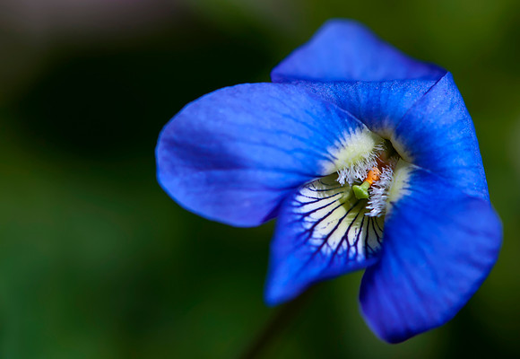 Insect Delight