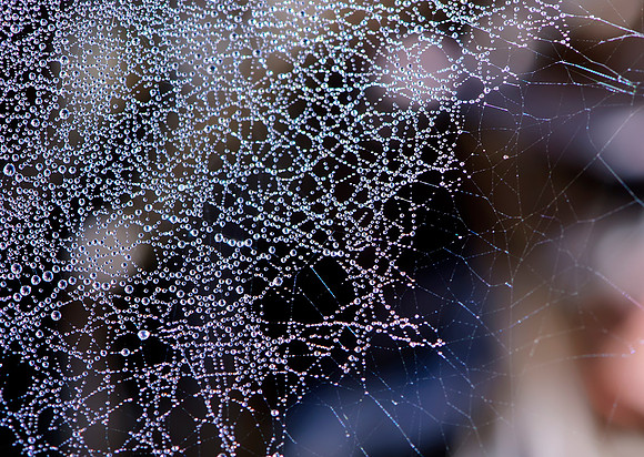 Web Dew Drops