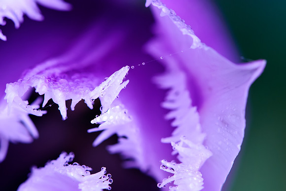 Ragged Tulip